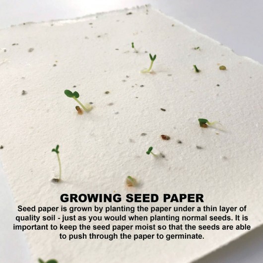 Lavender Seed Sticky Note Pads Germination